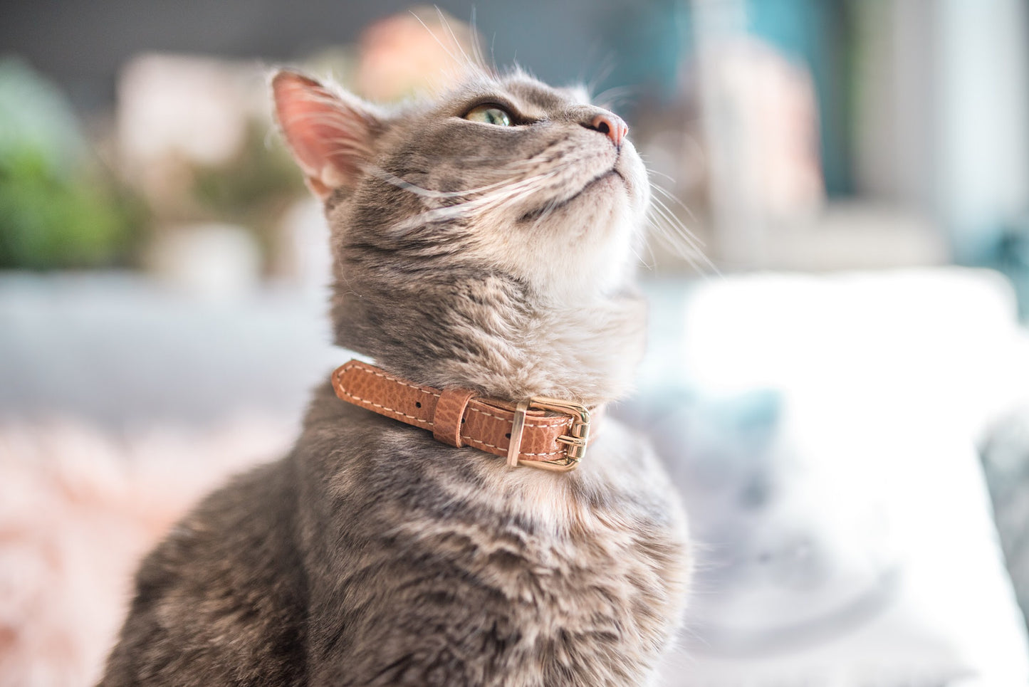 Leather Cat Collar With Breakaway Safety Buckle