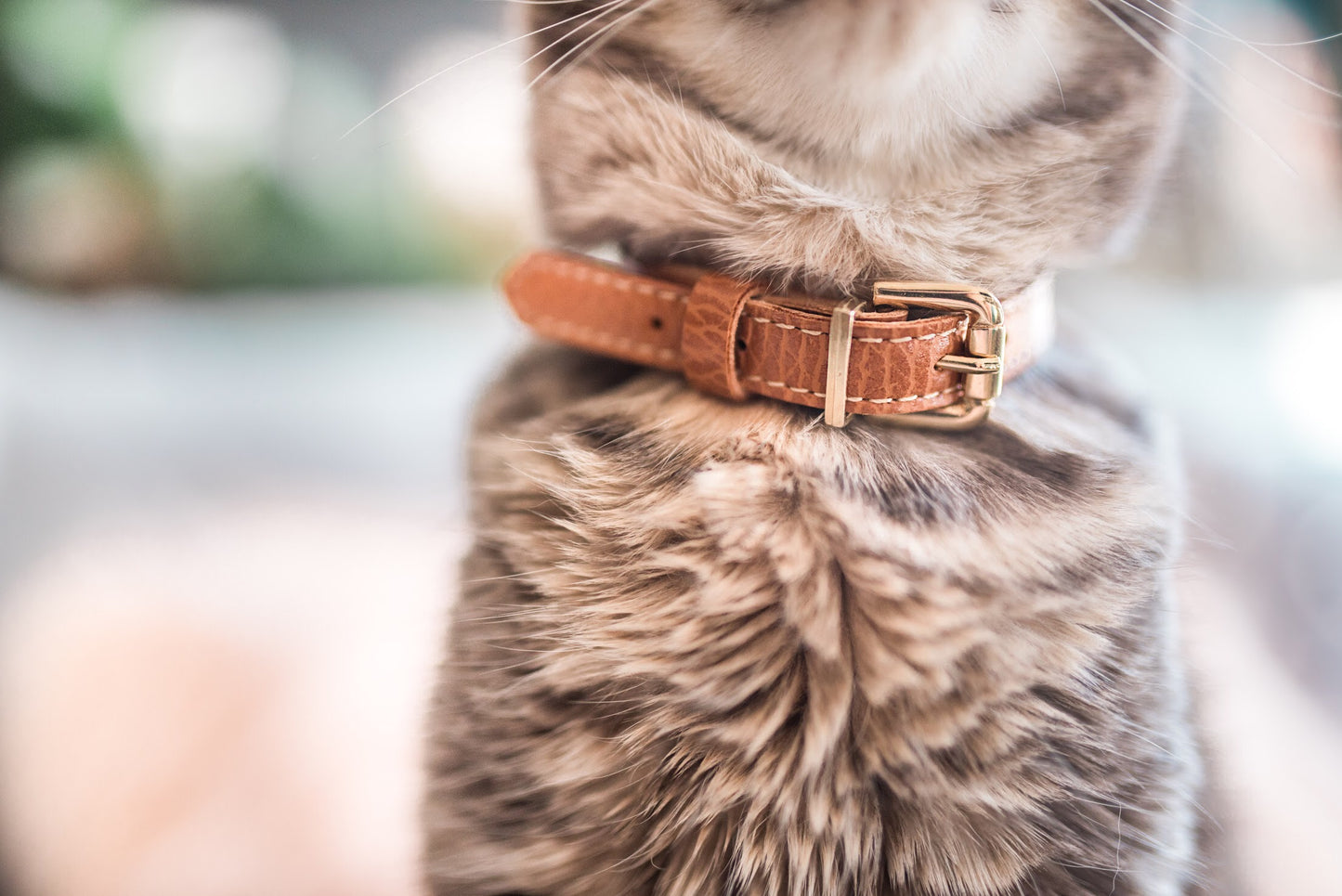 Leather Cat Collar With Breakaway Safety Buckle