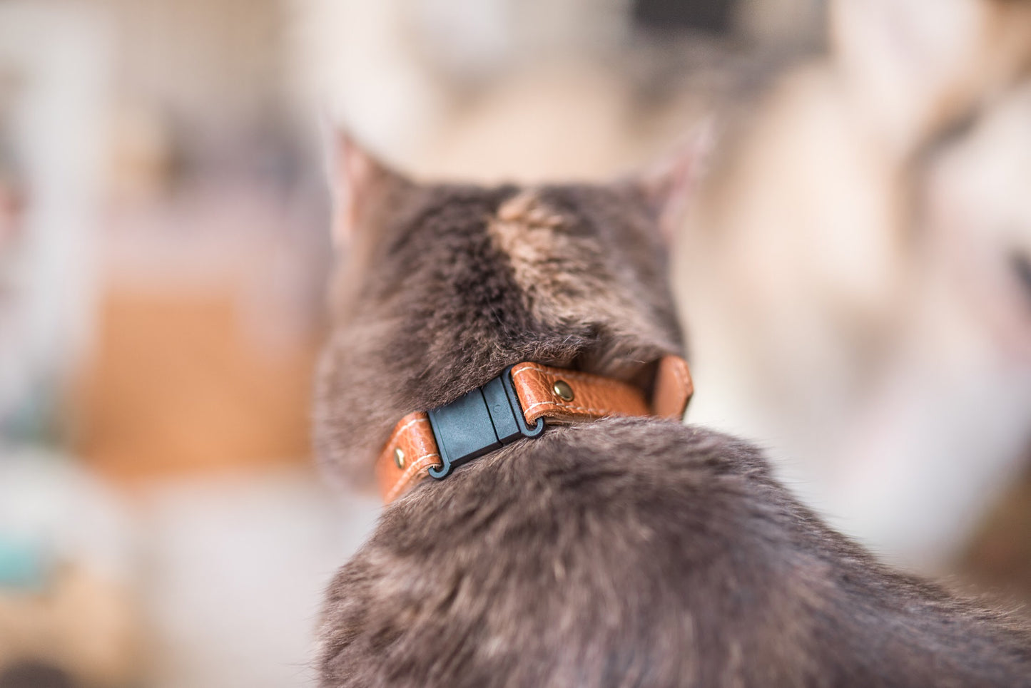 Leather Cat Collar With Breakaway Safety Buckle